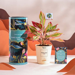 Aglaonema Red Plant For Environment Day Gifting