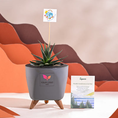 Zebra Haworthia Plant For Environment Day Gifting