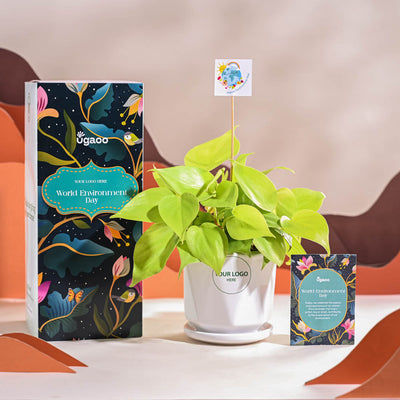 Philodendron Oxycardium Golden Plant For Environment Day Gifting