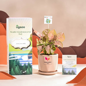 Syngonium Pink Plant For Environment Day Gifting