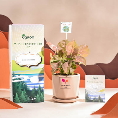 Syngonium Pink Plant For Environment Day Gifting