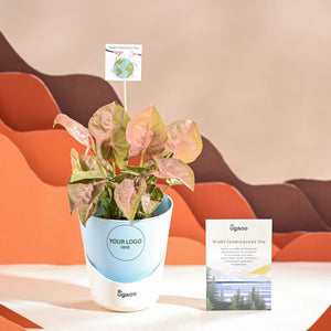 Syngonium Pink Plant For Environment Day Gifting
