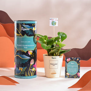 Peperomia Green Plant For Environment Day Gifting