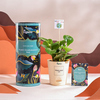 Peperomia Green Plant For Environment Day Gifting