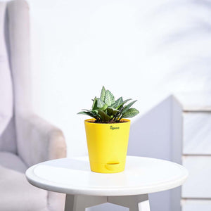 Euphorbia Francoisii Green