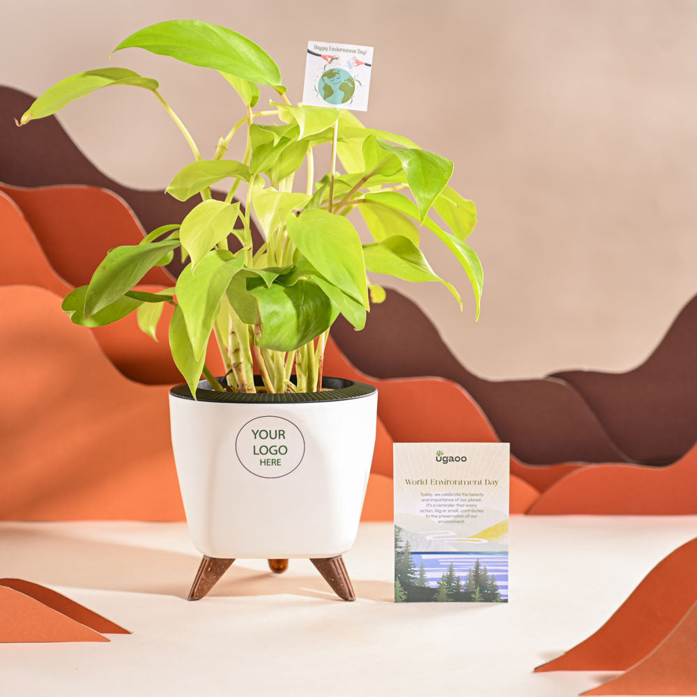 Philodendron Ceylon Golden Plant For Environment Day Gifting