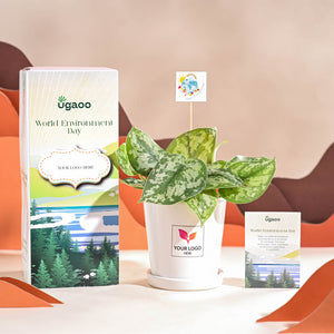 Money Plant Satin For Environment Day Gifting