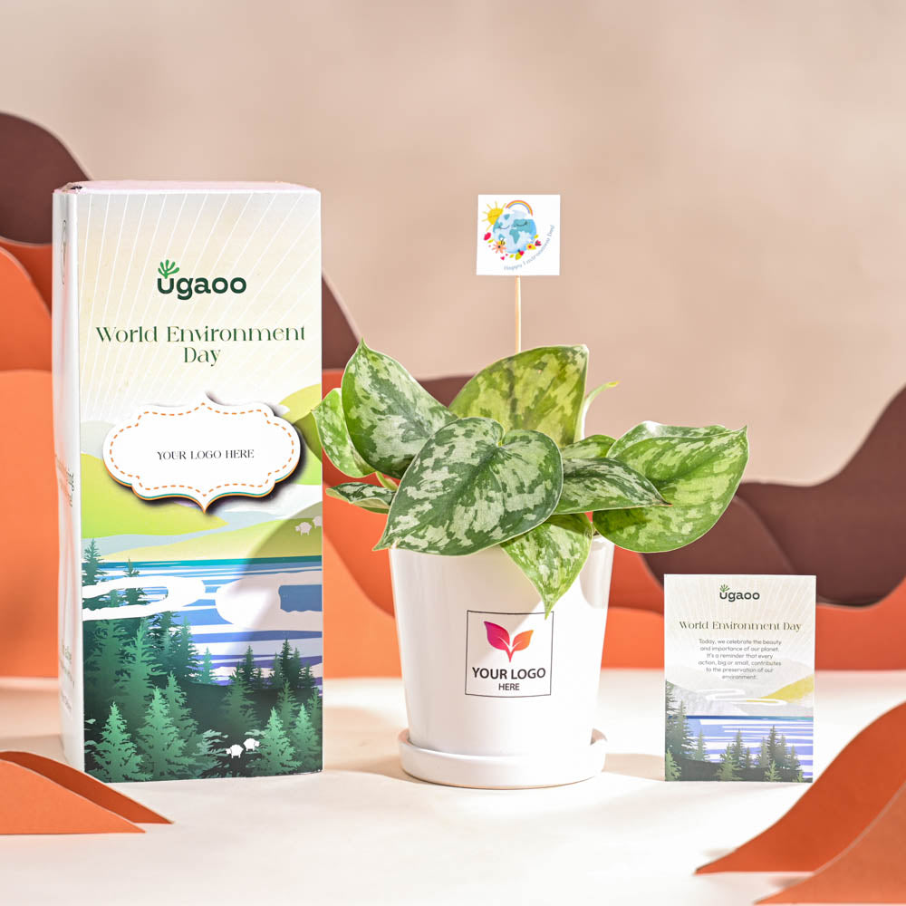 Money Plant Satin For Environment Day Gifting