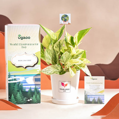 Money Plant Marble For Environment Day Gifting