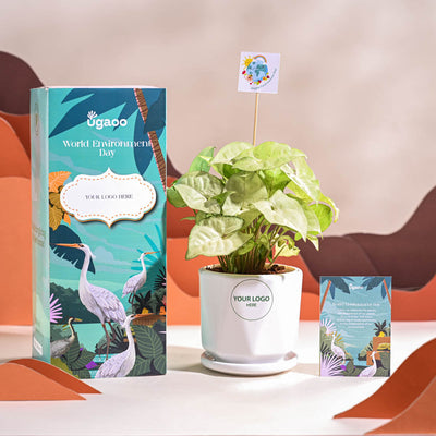 Syngonium White Butterfly Plant- Small For Environment Day Gifting