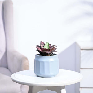 Euphorbia Francoisii Hybrid