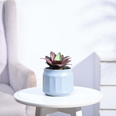 Euphorbia Francoisii Hybrid