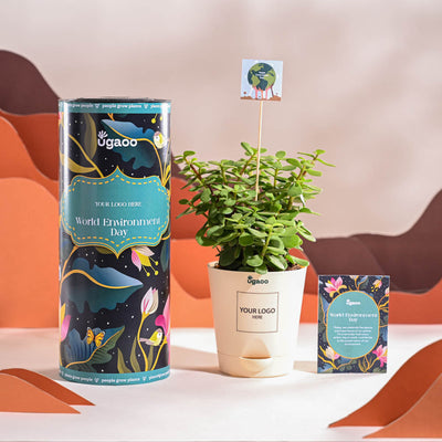 Jade Mini Plant For Environment Day Gifting