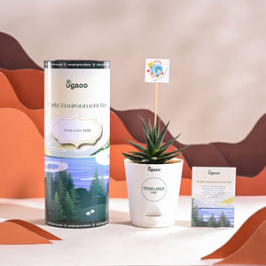 Zebra Haworthia Plant For Environment Day Gifting
