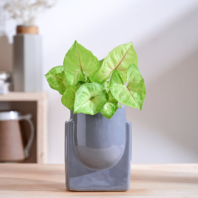 Cats are Gods Ceramic Planter