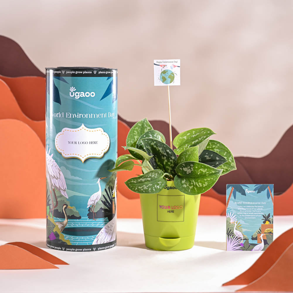 Satin Pothos Argyraeus-small For Environment Day Gifting