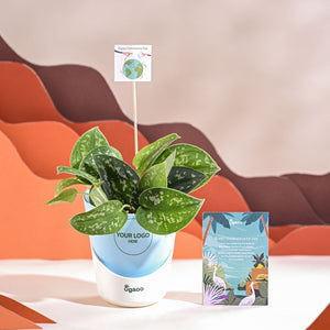 Satin Pothos Argyraeus-small For Environment Day Gifting