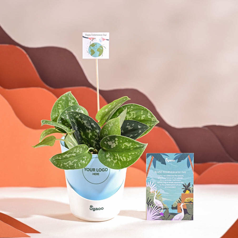 Satin Pothos Argyraeus-small For Environment Day Gifting