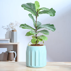 Blushing Sun Ceramic Planter