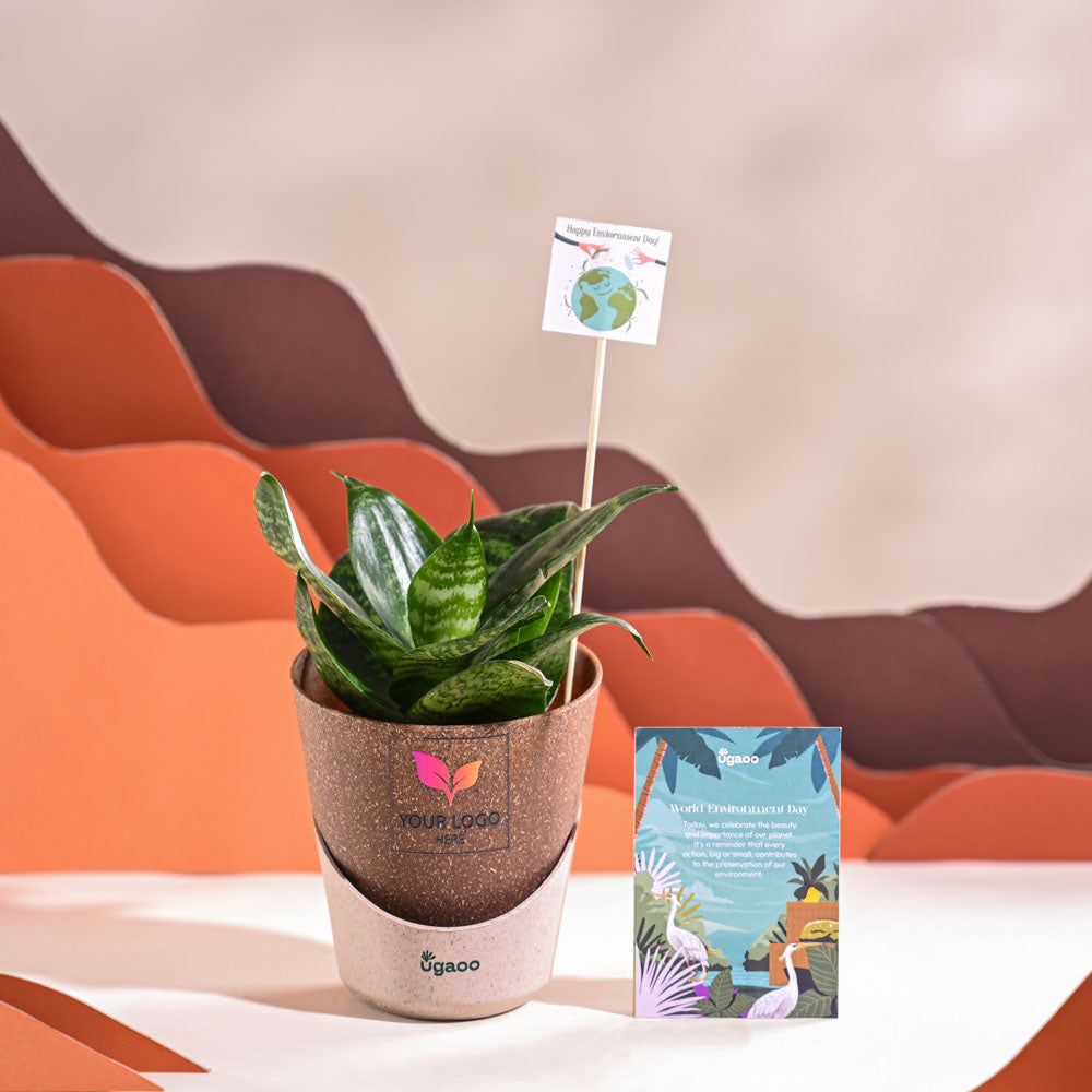 Snake Plant - Green For Environment Day Gifting