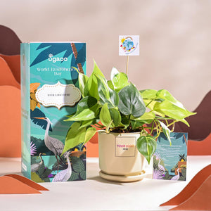 Philodendron Brasil Plant For Environment Day Gifting