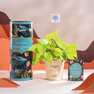 Philodendron Oxycardium Golden Plant For Environment Day Gifting