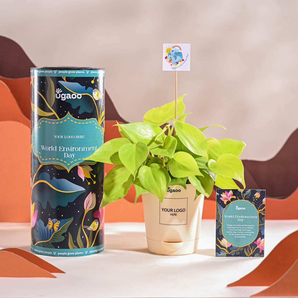 Philodendron Oxycardium Golden Plant For Environment Day Gifting