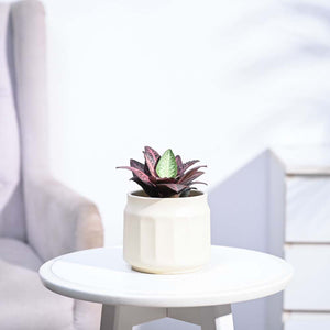 Euphorbia Francoisii Hybrid