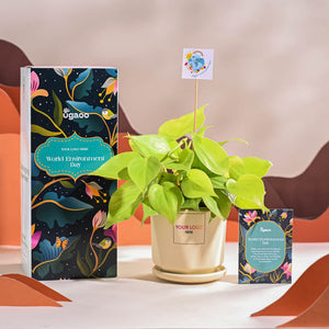 Philodendron Oxycardium Golden Plant For Environment Day Gifting