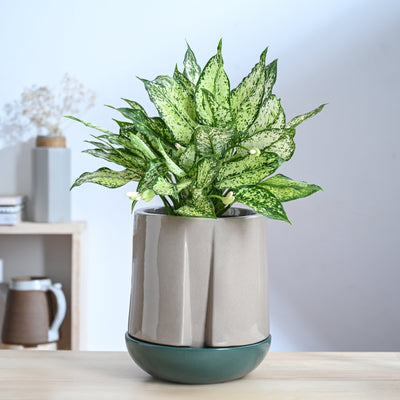 Moonlight Drama Ceramic Planter