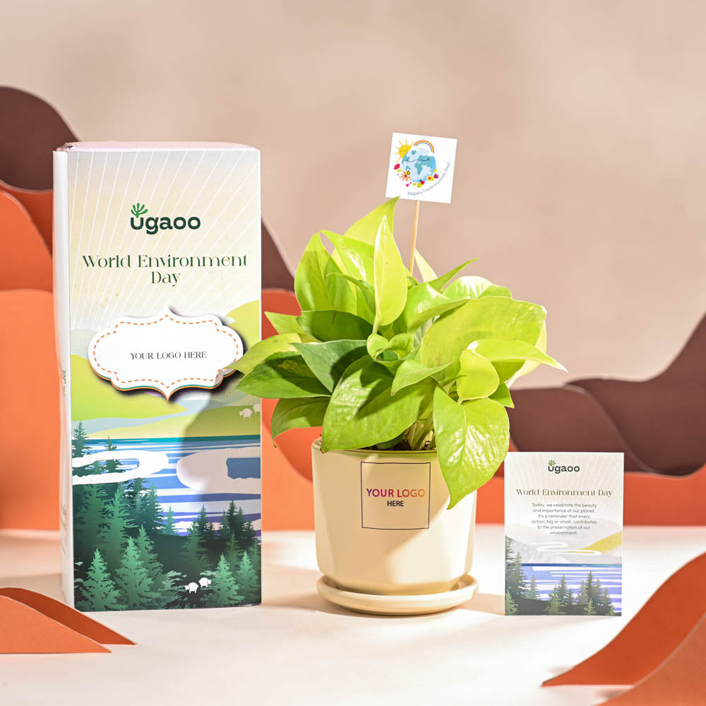 Money Plant Golden For Environment Day Gifting