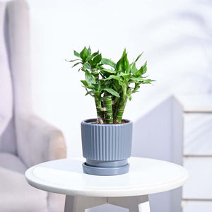 Lotus Lucky Bamboo 5 Sticks