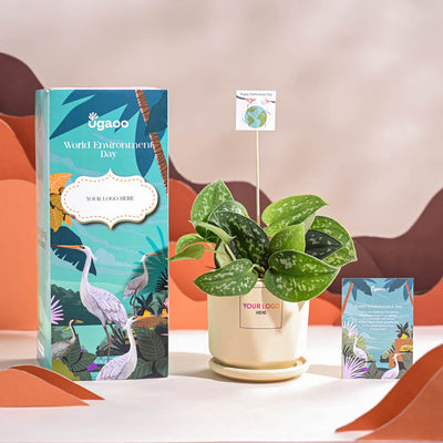 Satin Pothos Argyraeus-small For Environment Day Gifting