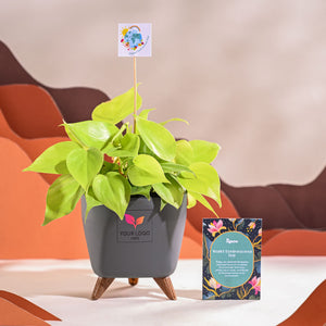 Philodendron Oxycardium Golden Plant For Environment Day Gifting