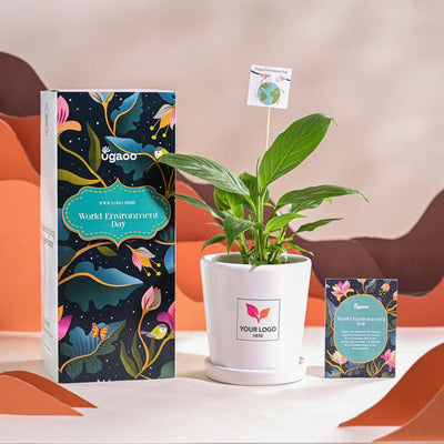 Peace Lily For Environment Day Gifting