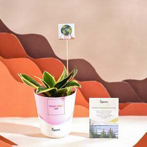 Snake Plant - Golden Hahnii For Environment Day Gifting