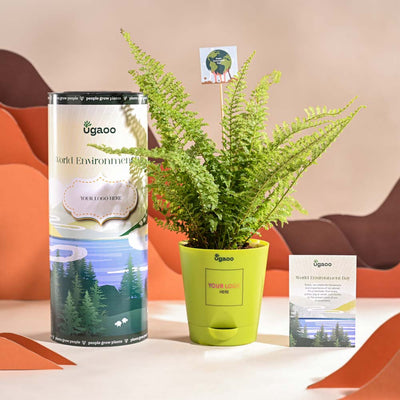 Fern Morpankhi For Environment Day Gifting