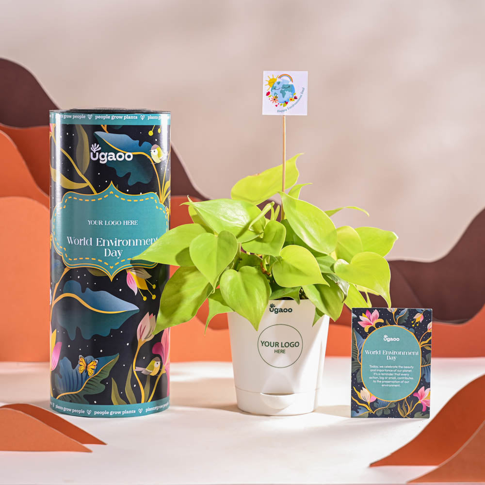 Philodendron Oxycardium Golden Plant For Environment Day Gifting