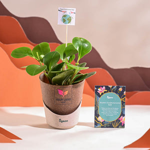 Peperomia Green Plant For Environment Day Gifting