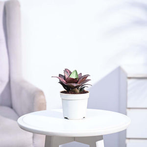 Euphorbia Francoisii Hybrid