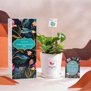 Peperomia Green Plant For Environment Day Gifting