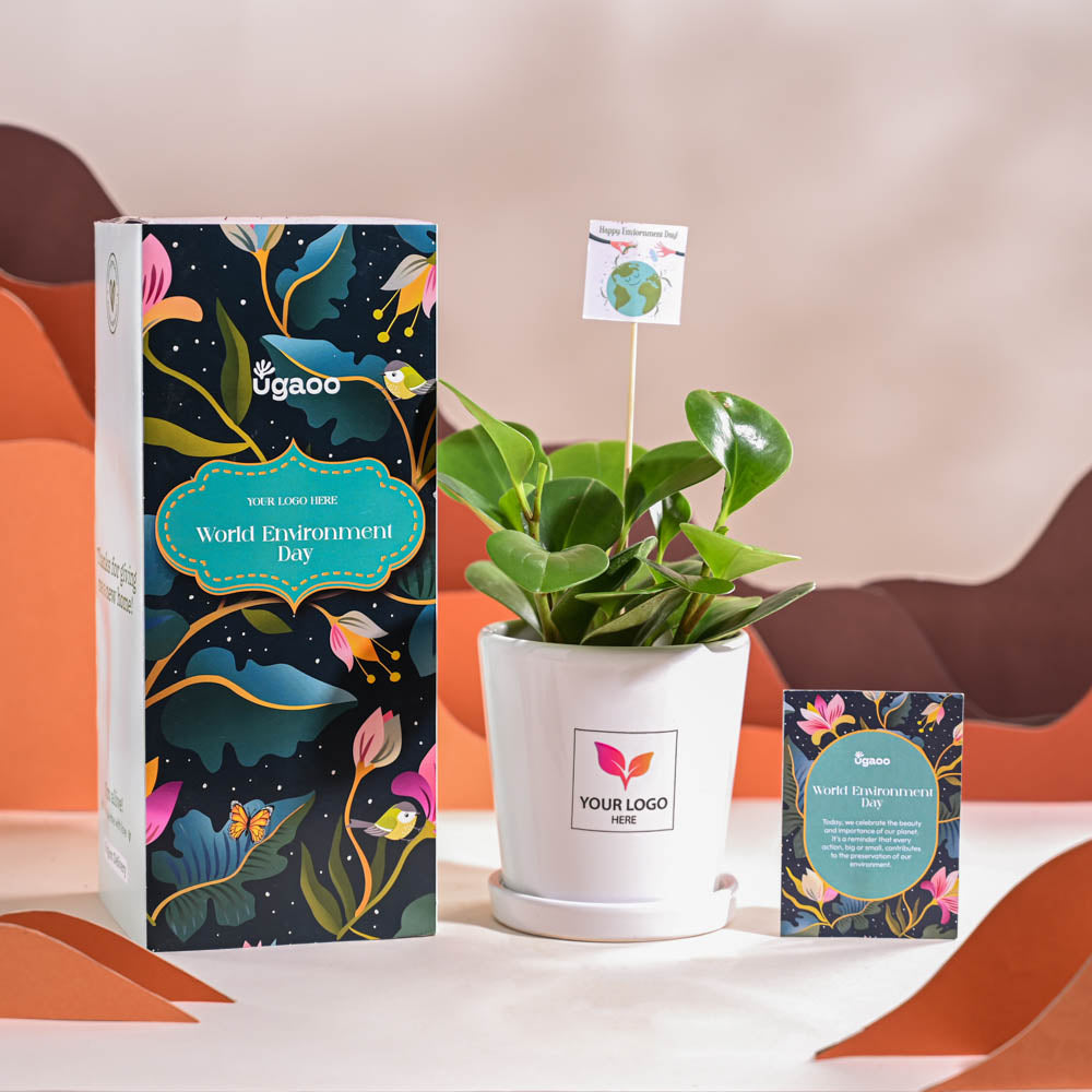 Peperomia Green Plant For Environment Day Gifting