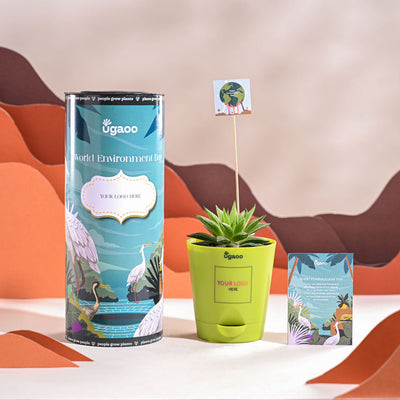 Haworthia Turgida For Environment Day Gifting