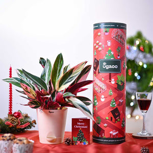 Stromanthe Triostar Plant Christmas Gift
