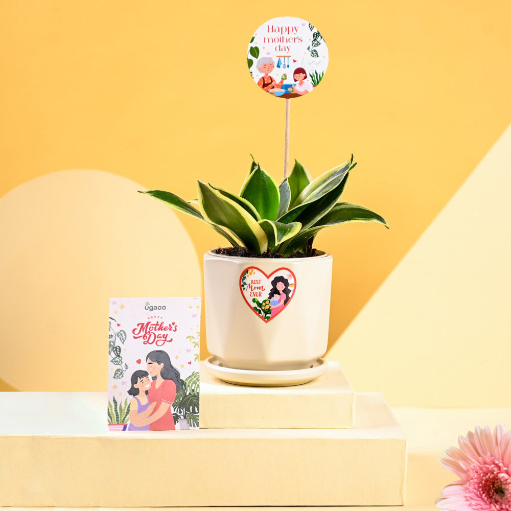 Snake Plant - Golden Hahnii For Mother's Day Gifting