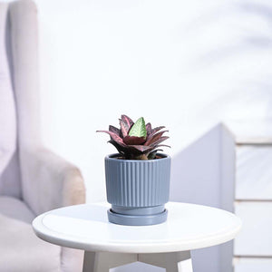 Euphorbia Francoisii Hybrid