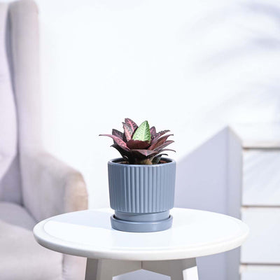 Euphorbia Francoisii Hybrid