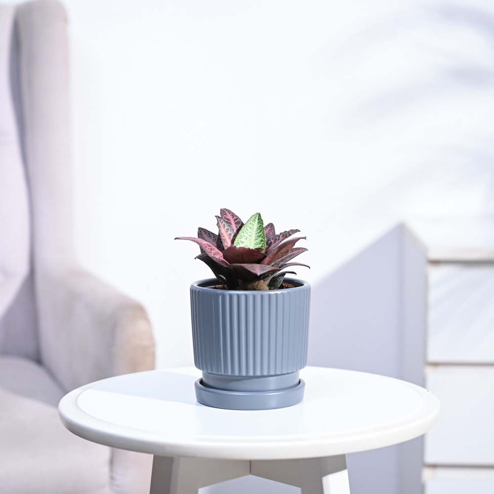 Euphorbia Francoisii Hybrid