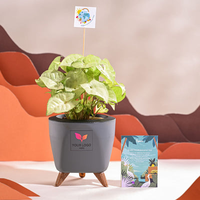 Syngonium White Butterfly Plant- Small For Environment Day Gifting