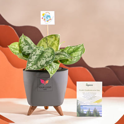 Money Plant Satin For Environment Day Gifting
